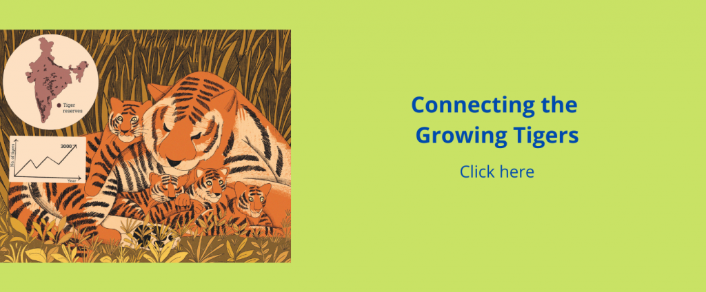 Connecting the Growing Tigers